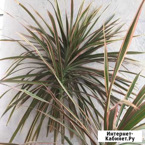 Драцена. Комнатный цветок Ростов-на-Дону - изображение 1