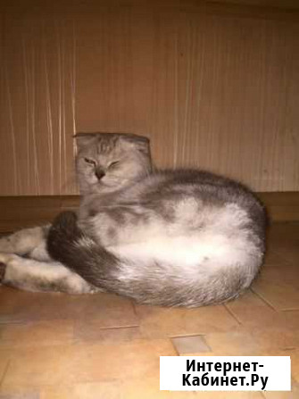 Ищем кота для вязки Хабаровск - изображение 1