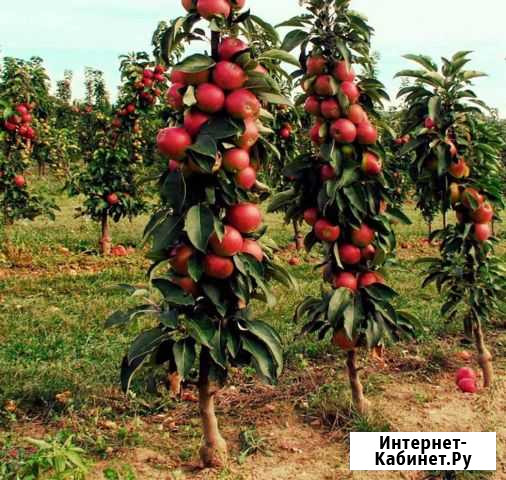 Саженцы Моршанск - изображение 1
