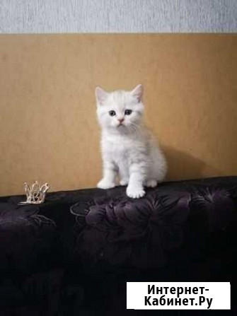 Котёнок Калининград - изображение 1