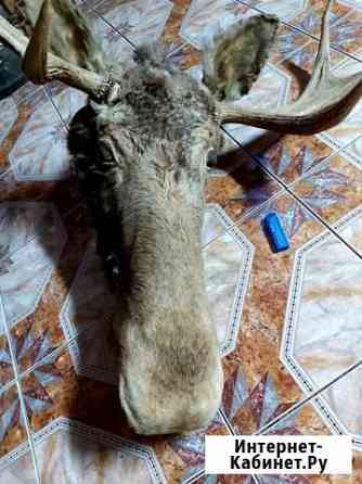 Рога лося Кострома