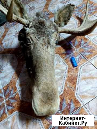 Рога лося Кострома - изображение 1