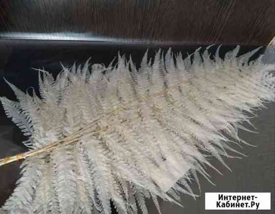 Листья папоротника стабилизированные Новосибирск