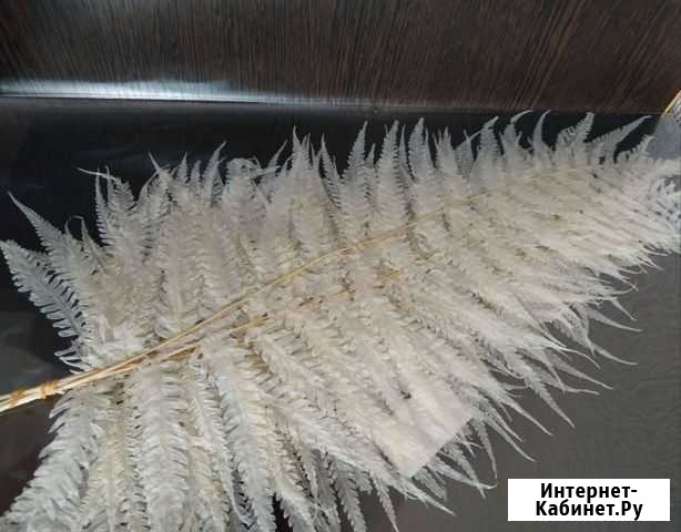 Листья папоротника стабилизированные Новосибирск - изображение 1