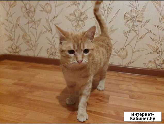 Кошечка Краснодар - изображение 1