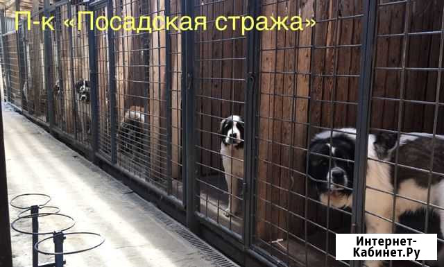Щенки Московской сторожевой Сергиев Посад - изображение 1