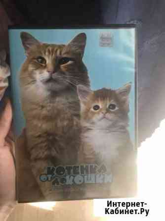 DVD Фильм о кошках Дзержинск
