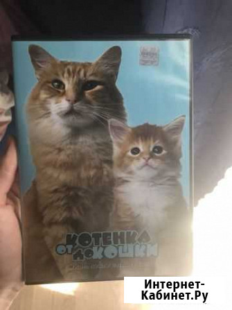 DVD Фильм о кошках Дзержинск - изображение 1
