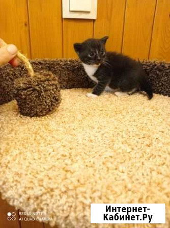 Шотландский кот?нок прямоухий Агалатово - изображение 1