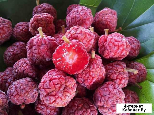 Саженцы, растения, клубника-Клубничное дерево Ставрополь - изображение 1