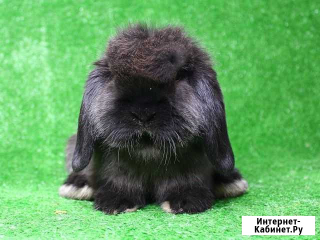 Малышка Mini Lop окрас мардер Москва - изображение 1