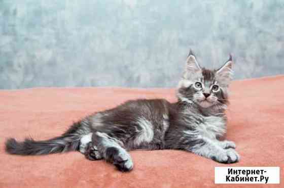 Тикированные мейн-куны Воронеж