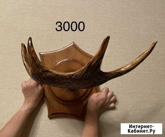 Рога лося Томск - изображение 1