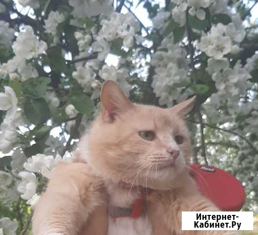Кошка Псков - изображение 1