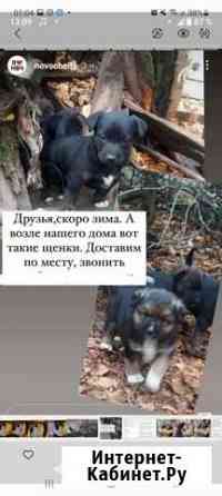 Собаки бесплатно Новочеркасск