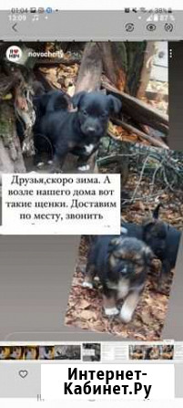 Собаки бесплатно Новочеркасск - изображение 1