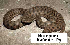 Уж водяной (Natrix tessellata) Островной - изображение 1