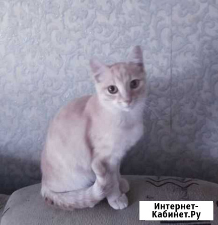 Котик в добрые руки Новосибирск - изображение 1