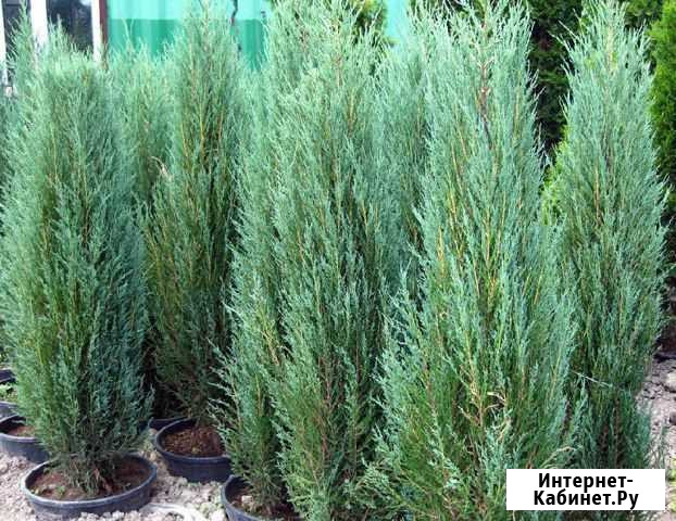 Можжевельник скальный Блю Арроу Оренбург - изображение 1