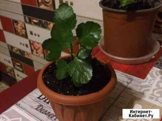 Каланхоэ Москва