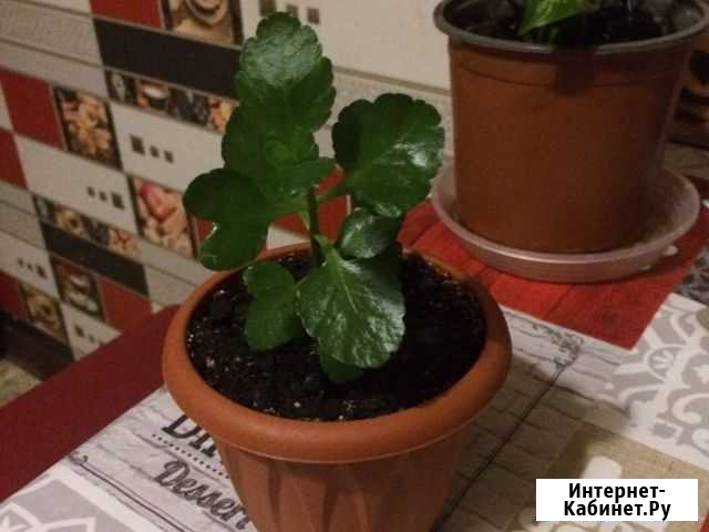 Каланхоэ Москва - изображение 1