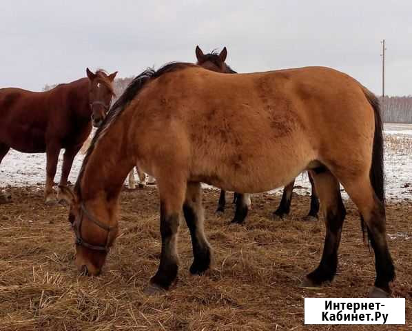 Кобыла рабочая обмен Оконешниково - изображение 1