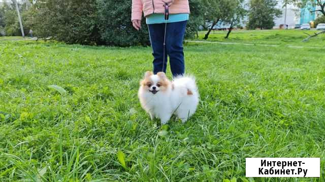 Собака Калининград - изображение 1