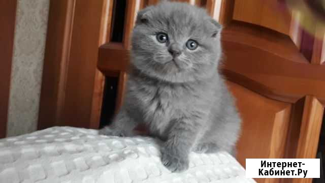 Шотландские вислоухие котята Грозный - изображение 1