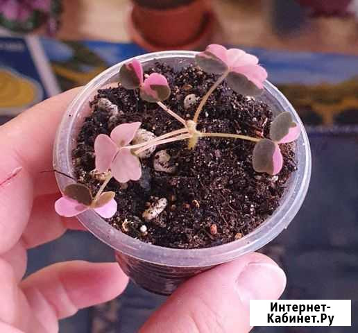 Комнатные цветы Мурманск - изображение 1
