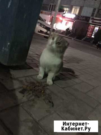 Котенок Махачкала - изображение 1