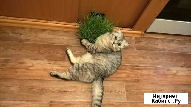 Вязка Одоев - изображение 1