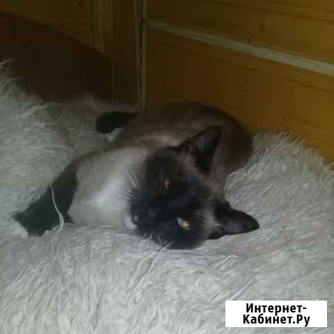 Сиамский кот Владимир - изображение 1