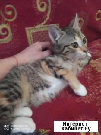 Котята в дар Тверь - изображение 1