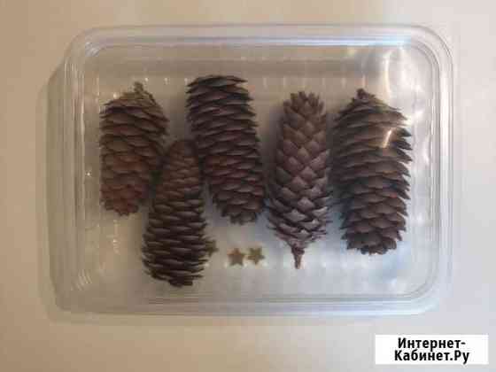 Шишки еловые (5 шт) Екатеринбург