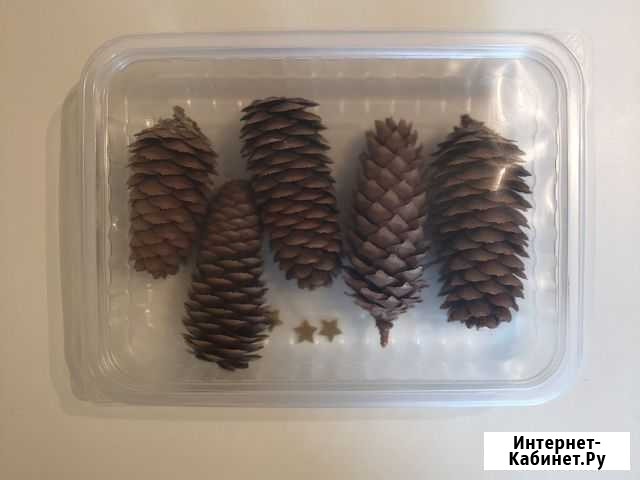 Шишки еловые (5 шт) Екатеринбург - изображение 1