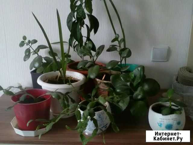 Цветы разные Кировск - изображение 1