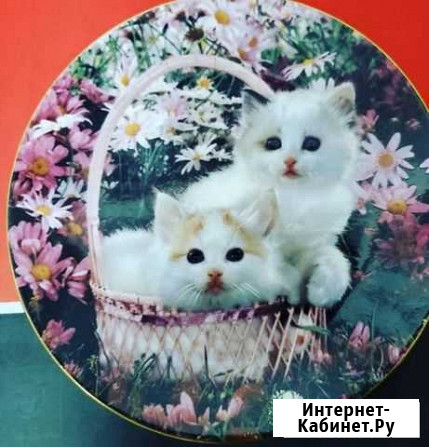 Тарелка англия котята Сотниковское - изображение 1