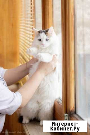 Кошечка Лила, стерилизована, лоток 5+ Салават - изображение 1