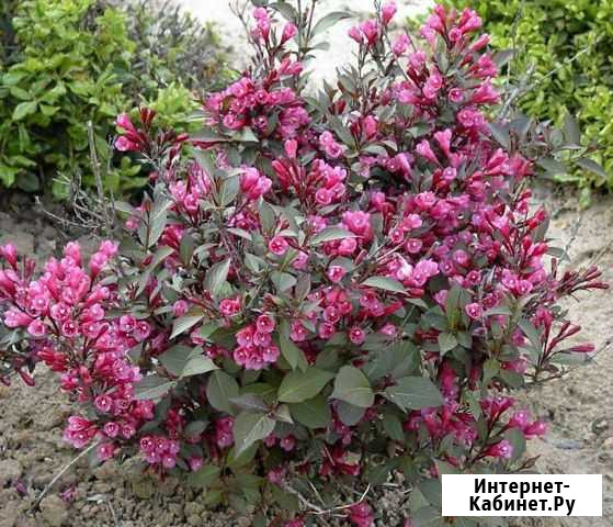 Кустарники Череповец - изображение 1