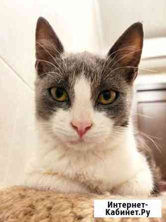 Котёнок-девочка Ростов-на-Дону