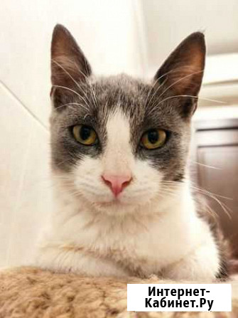 Котёнок-девочка Ростов-на-Дону - изображение 1