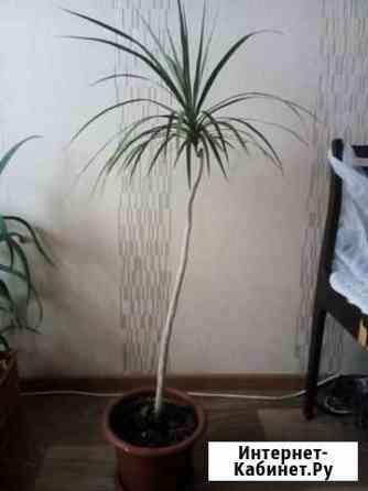 Пальма драцена Омск