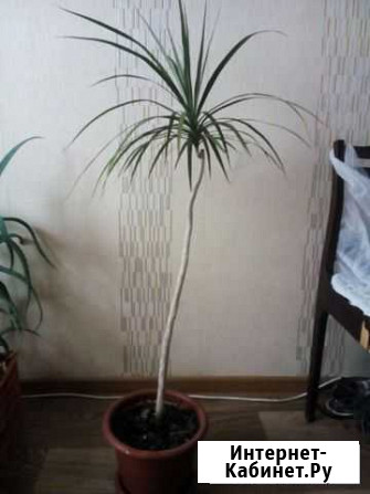Пальма драцена Омск - изображение 1