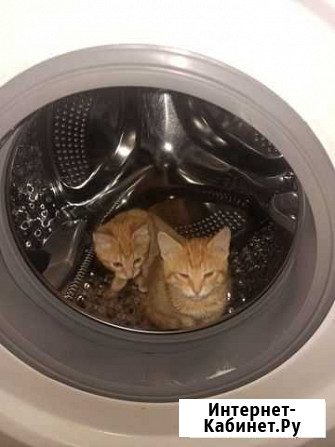 Котята из Мотякино ) Домодедово - изображение 1