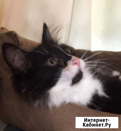 Котенок Сергиев Посад - изображение 1
