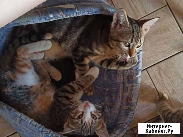 3 кошечки в добрые руки Севастополь - изображение 1