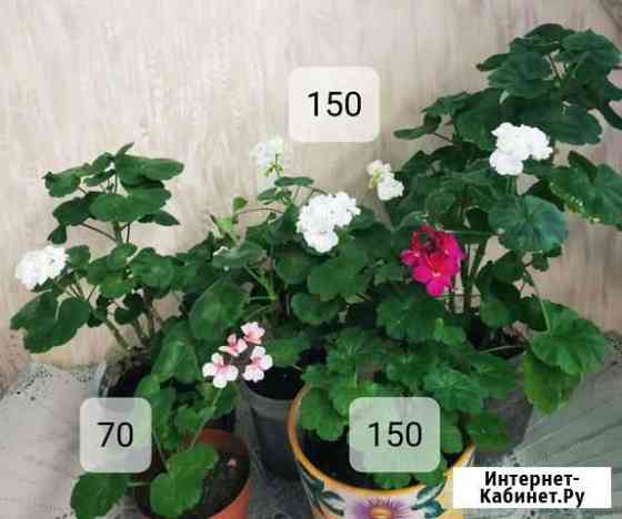 Герань пеларгония Березники