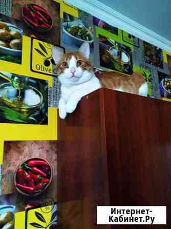 Кот на вязку Краснодар