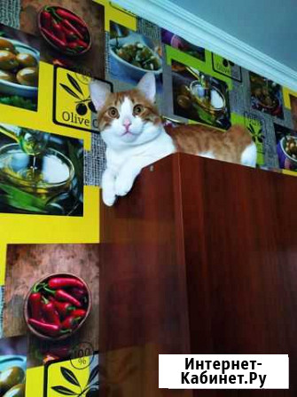 Кот на вязку Краснодар - изображение 1