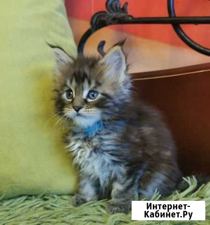Мейн кун Джон с документами Елизаветинское - изображение 1